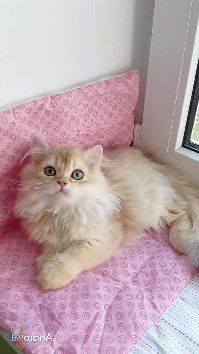 Красивенный котик золотая шиншилла