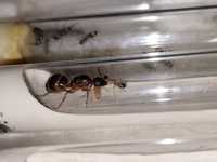 Camponotus pilicornis / Кампонотус пиликорнис / муравьи / формикарий