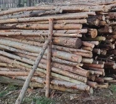 Sprzedam drewno opałowe sosna pocięta po trzebieży.