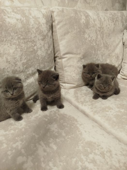 Котята британські, котики, кошенята