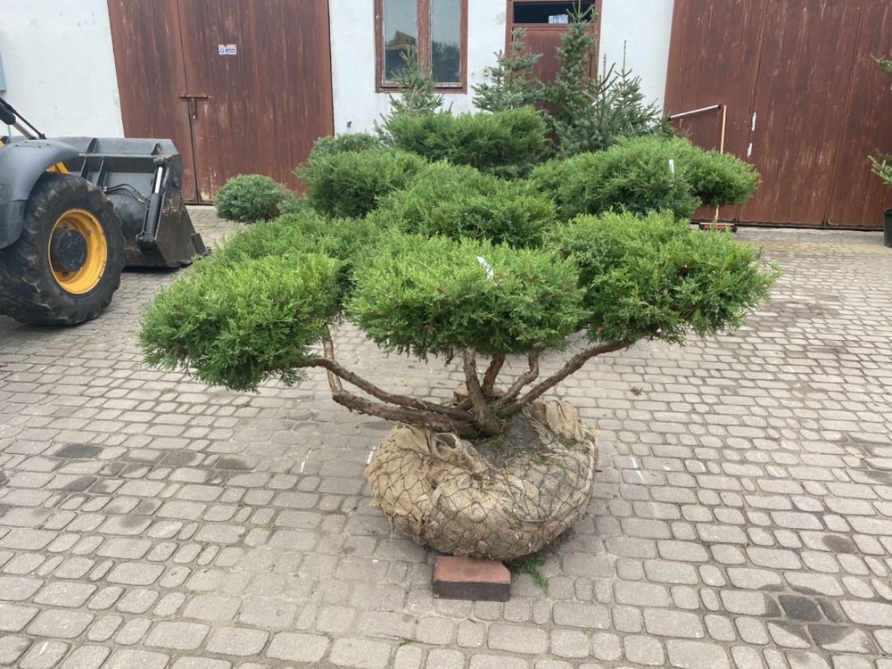 Jałowiec Formowany  BONSAI