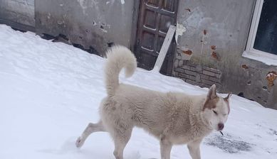 Pies husky  brązowo-biały