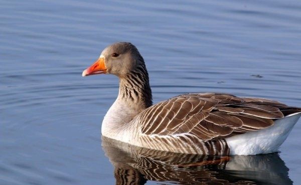 Гусячі інкубаційні яйця Велика сіра