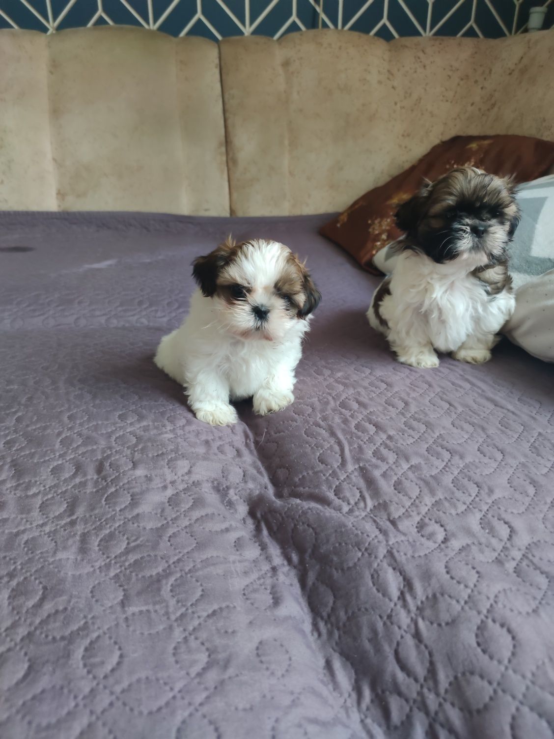 Piękny piesek shih tzu