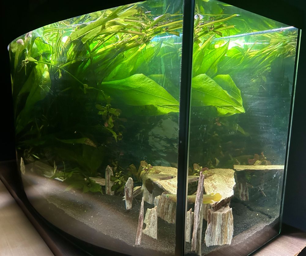 Gotowe z życiem piękne Akwarium 140l pokrywa LED full wypas