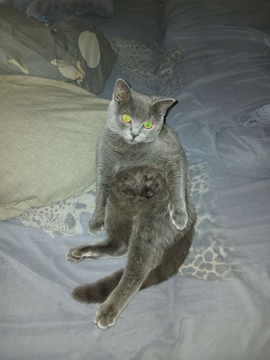 Срочно! Шотландський, вушка прямі, хлопчик