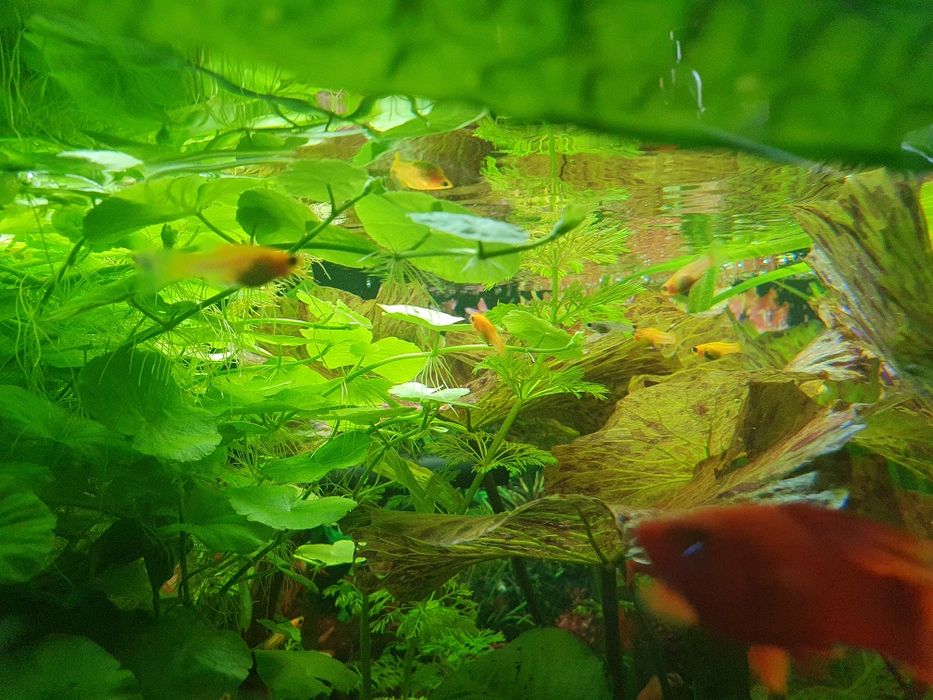 Sprzedam młode molinezja. Slimaki Helenki. Krewetki