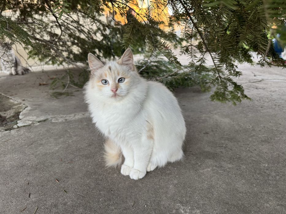 Кошенята безкоштовно