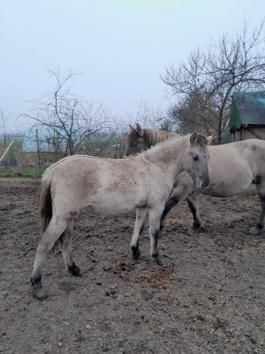 Klacz rasy konik polski