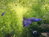 Guppys Blue Moscow