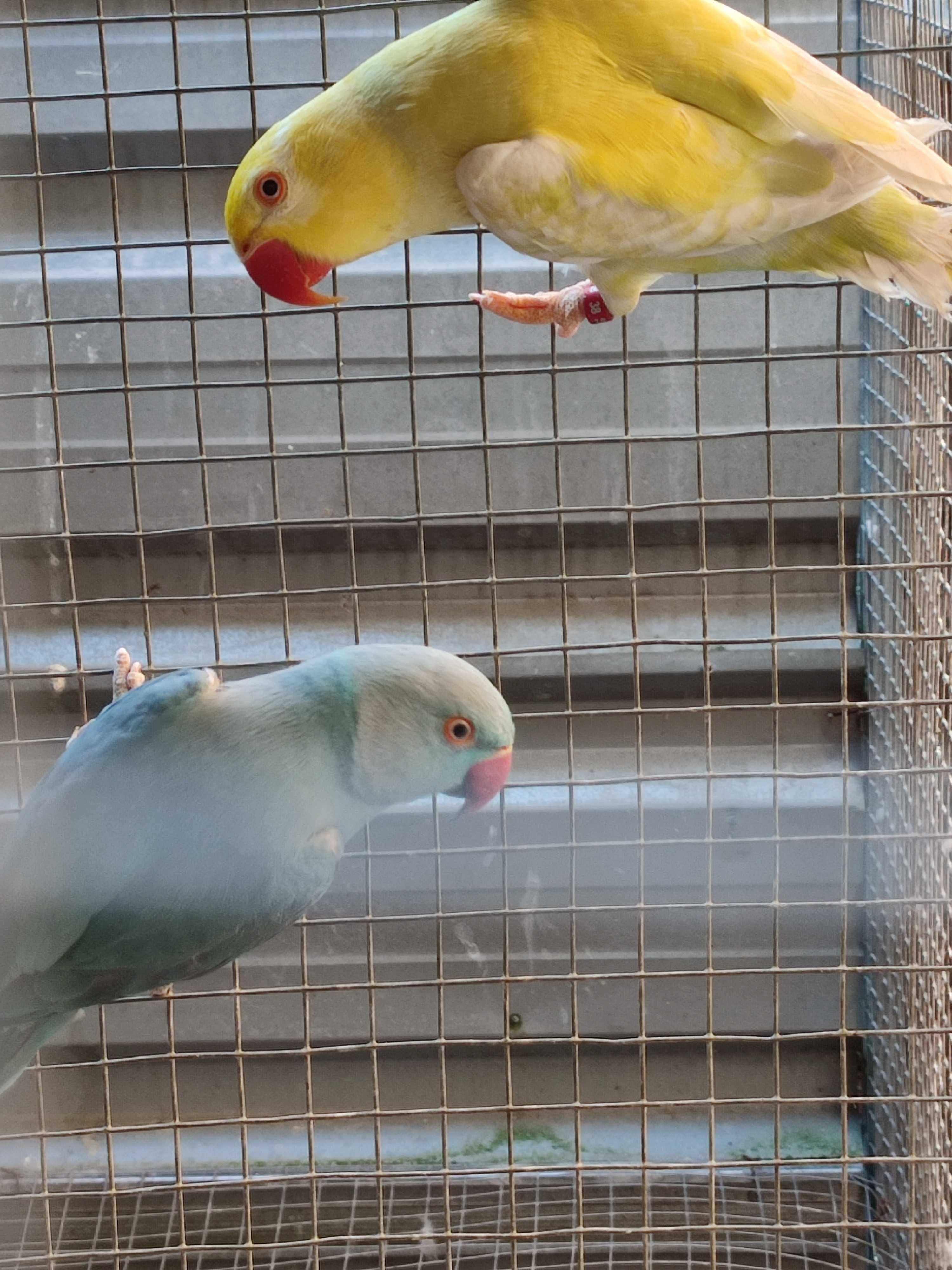 Várias aves para ceder