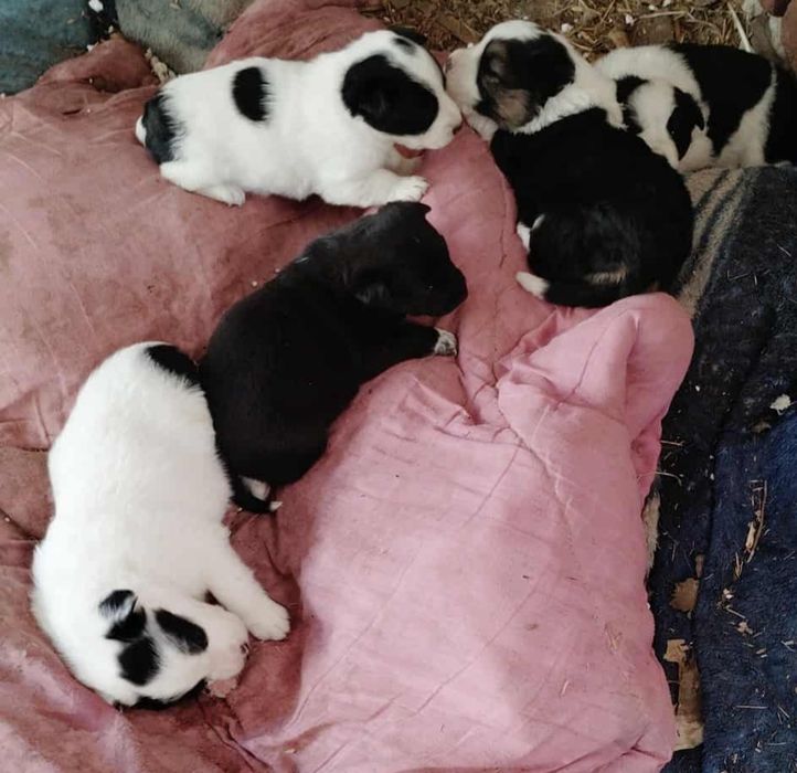 Pieski do oddania (na następnych zdjęciach są wolne pieski do oddania)