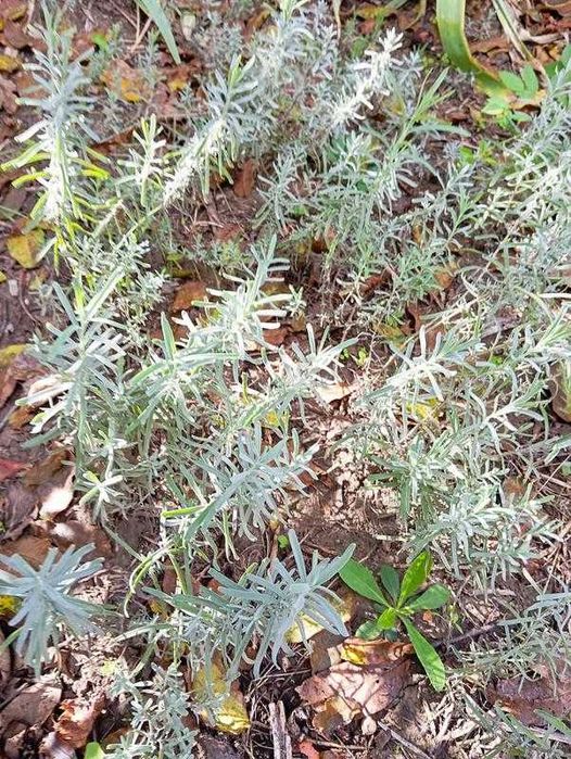 Саженцы лаванды 1-2 летние 10 шт.