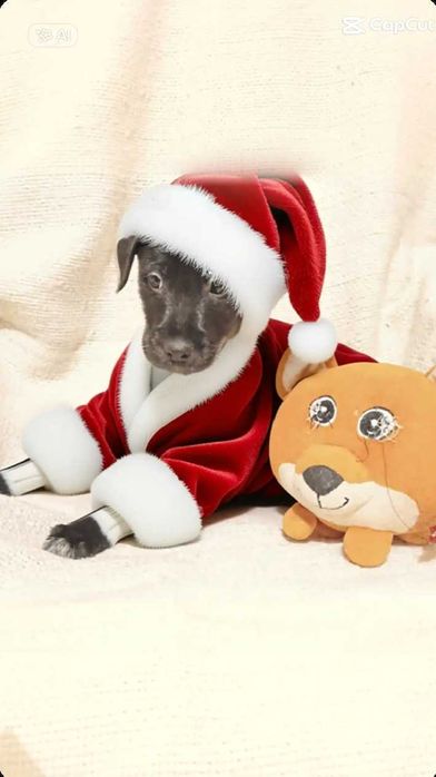 KERMIT szuka kochającej rodziny!