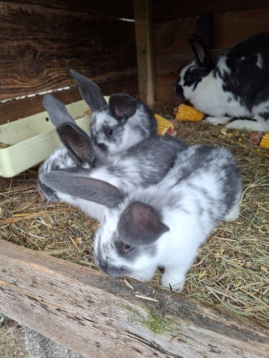 Sprzedam króliki mieszańce