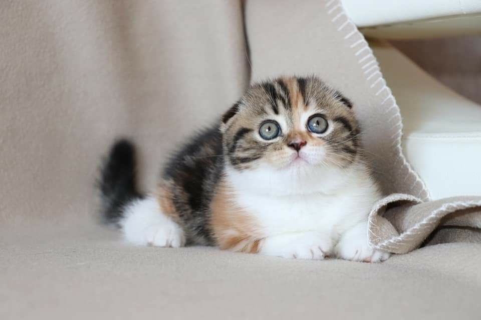 Шотландский вислоухий котёнок