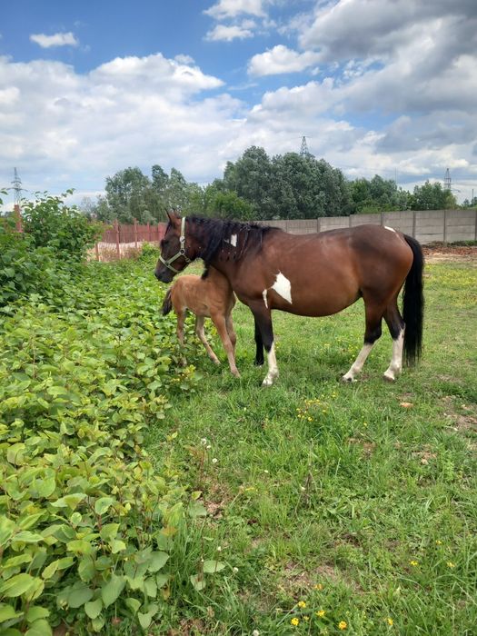 Obornik koński sprzedam