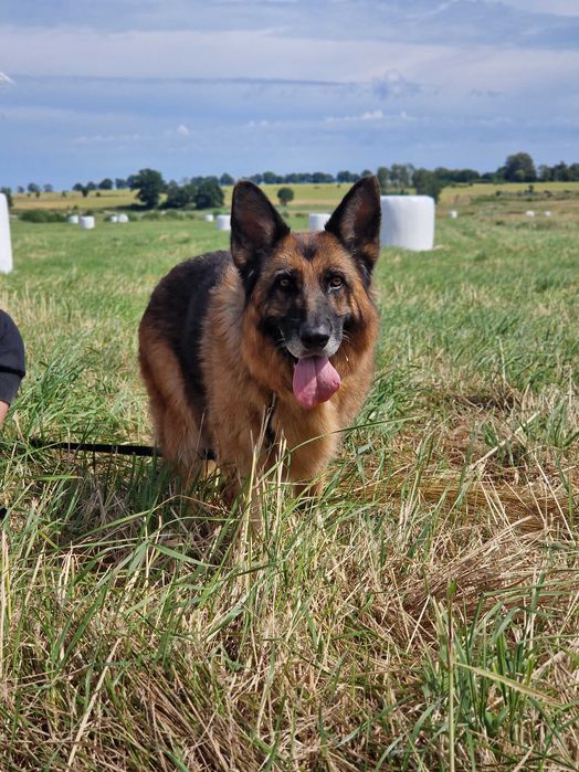 Hera, starsza owczarka czeka na dom