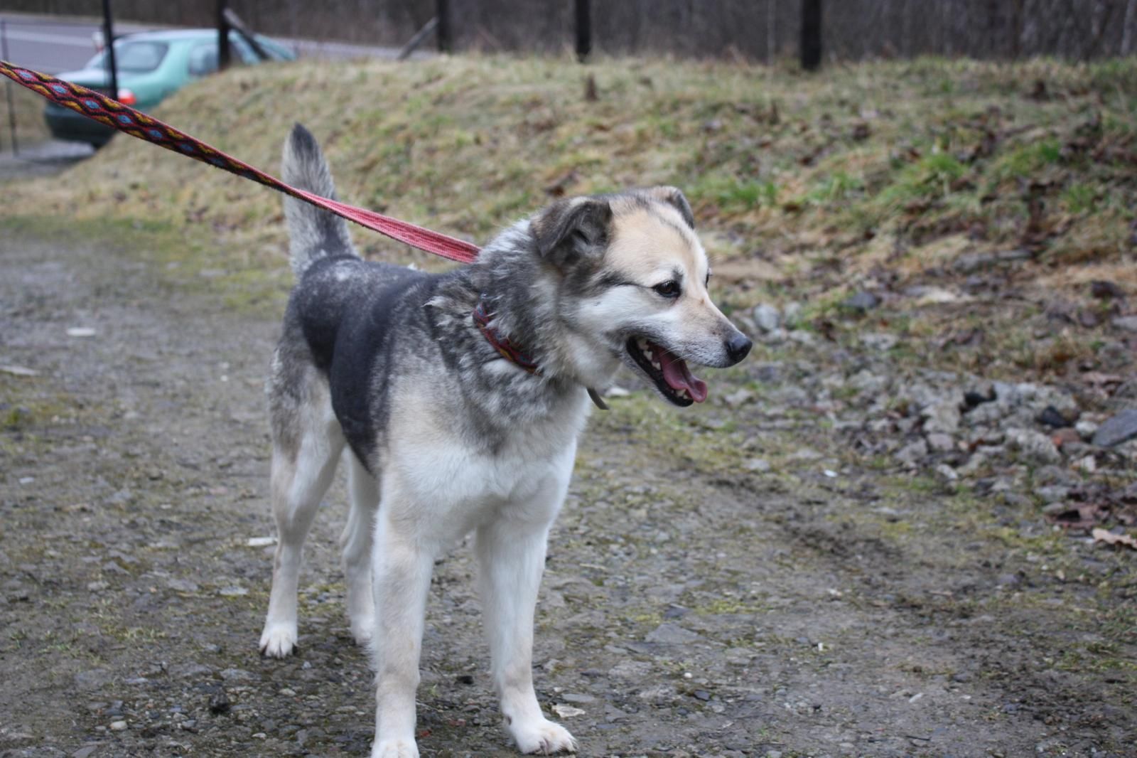 Suczki Saba i Kulka do adopcji. Oddam pieski