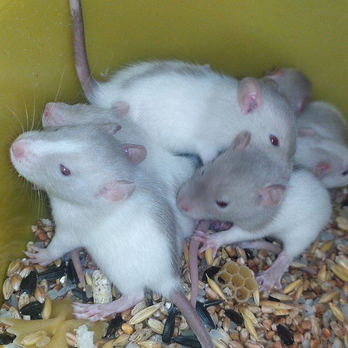 Сиамские мальчики и черная девочка