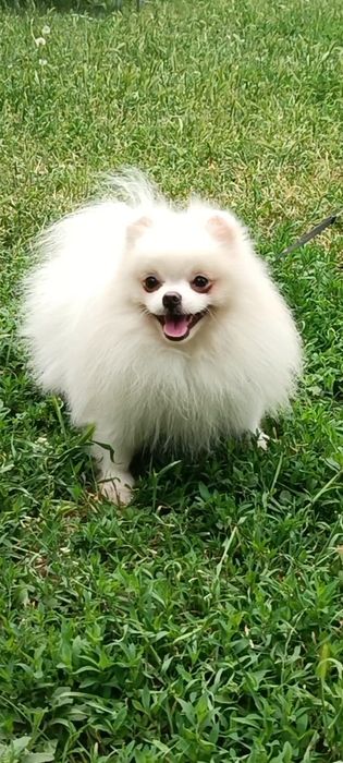 Білий хлопчик померанський шпиць, ведмедик