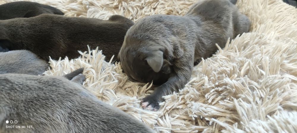 American bully xl szczenię z metryką