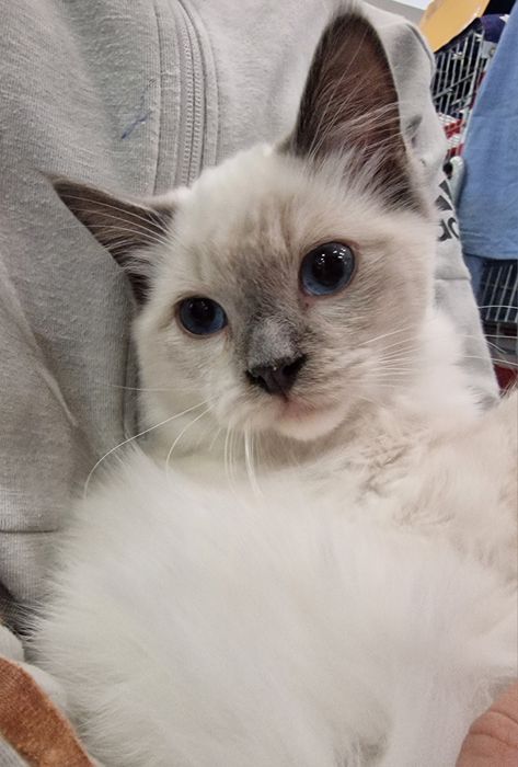 Kocurek Ragdoll blue mitted