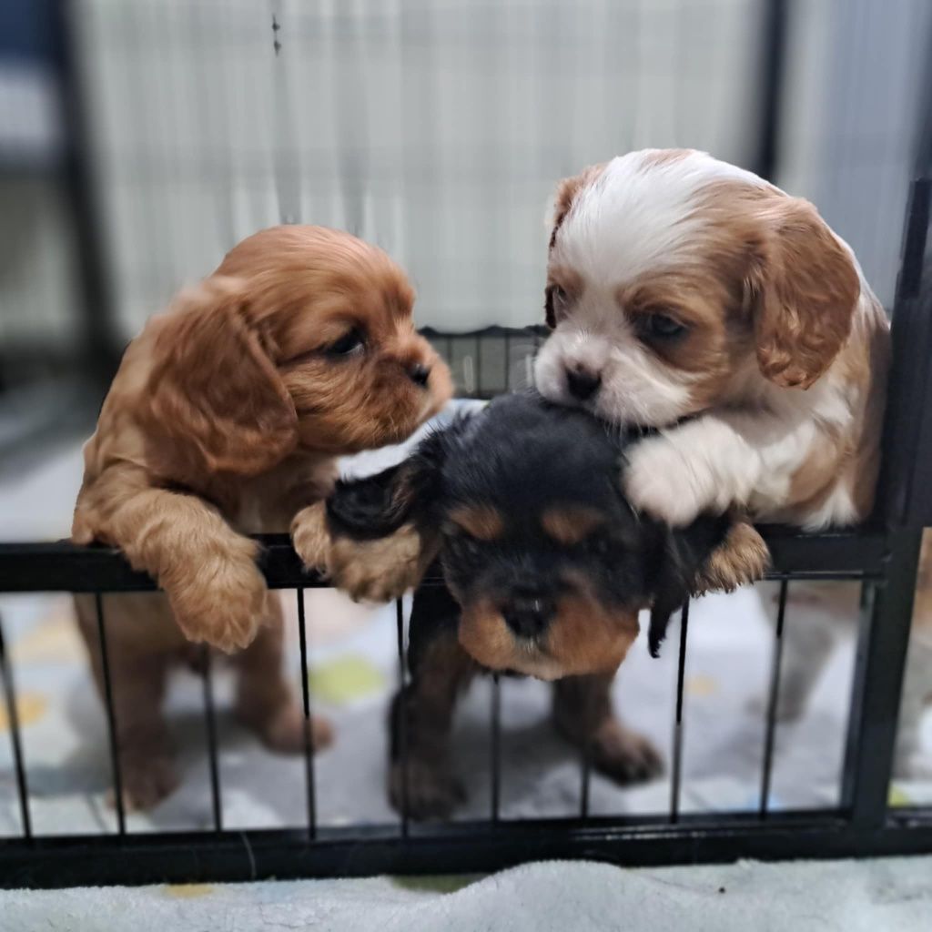 Cavalier King Charles Spaniel FCI