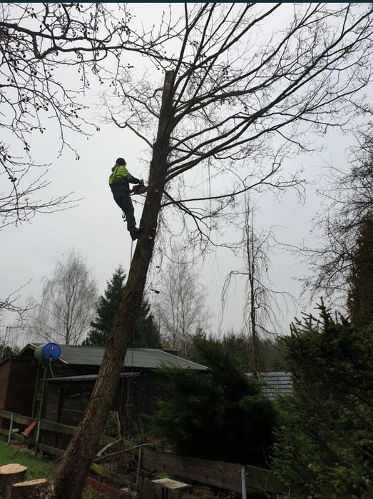 Wycinka drzew trudnych, wycinka drzew metodą alpinistyczną