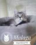 Kotka maine coon z rodowodem FPL/FIFe