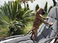 Cachorra Boxer Magnifica