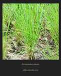 Vetiver - Planta