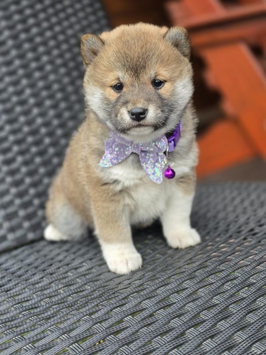 SHIBA INU szczeniak suczka metryka do rezerwacji