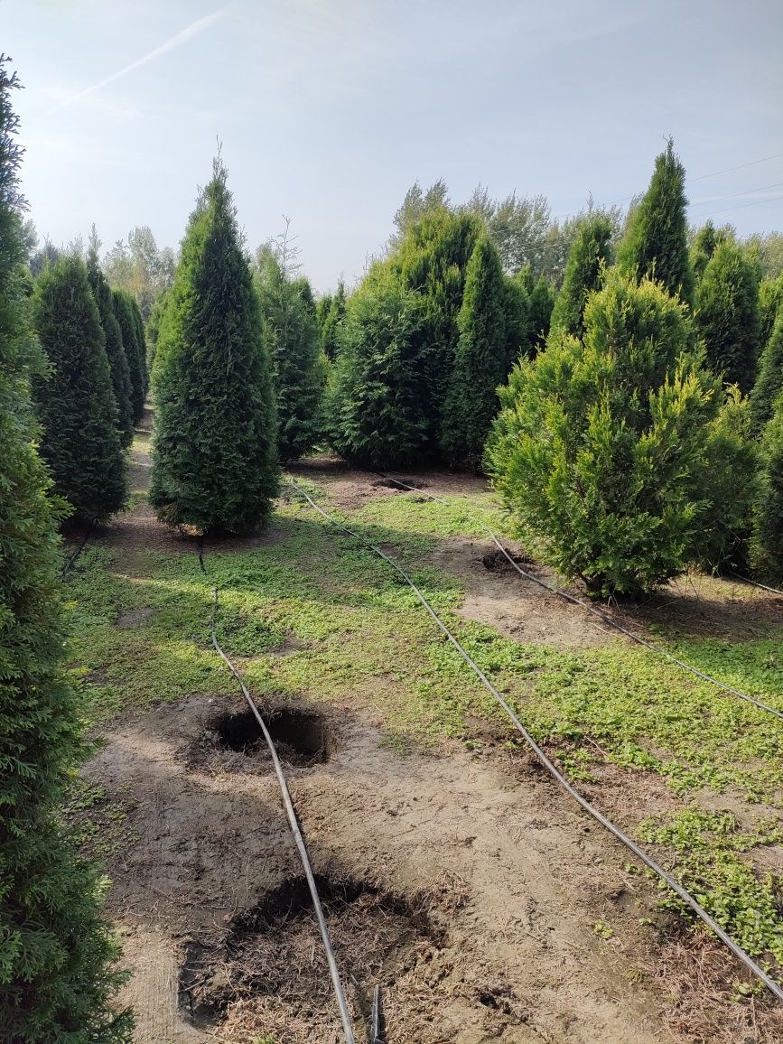 Tuja stożkowa szmaragd od 100 cm w doniczce do wysokich drzew z gruntu