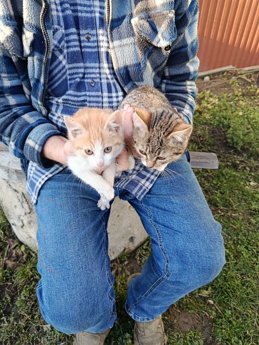 oddam kotki w dobre ręce