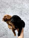 Cavapoo f1 suczka  czarna mini