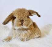 Mini Lop domowe oswojone króliczki