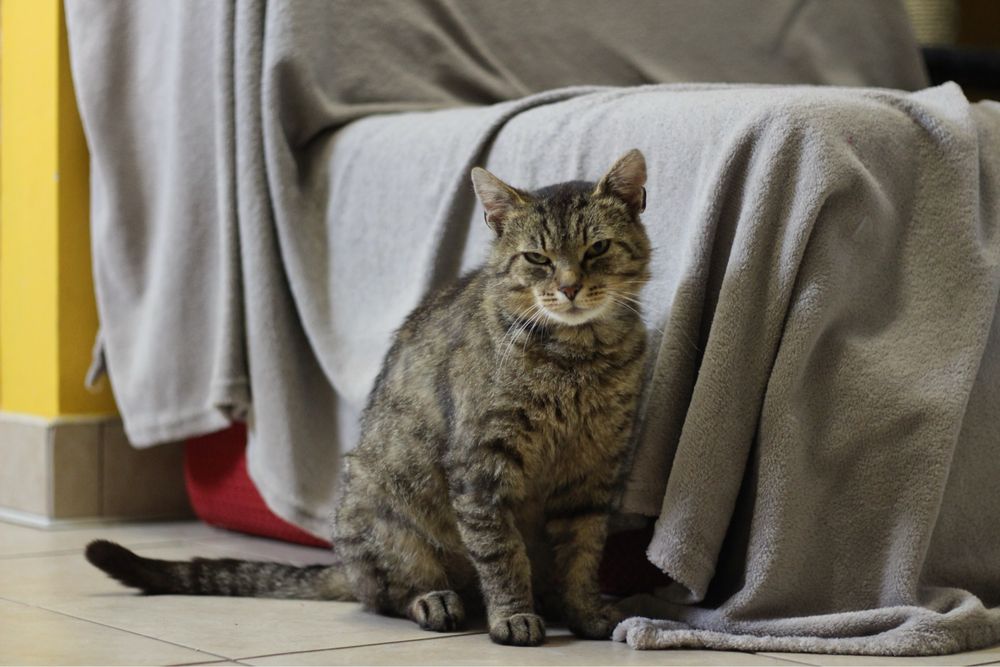 Kocur do adopcji
