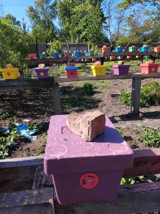 Бджоломатки Бакфаст