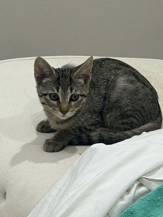 Gatinhos para doação