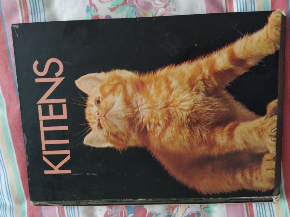 Kittens - Livro sobre Gatos cartonado excelentes ilustrações tam. A4