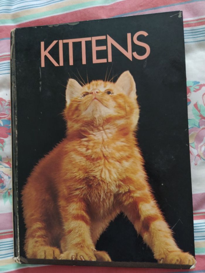 Kittens - Livro sobre Gatos cartonado excelentes ilustrações tam. A4