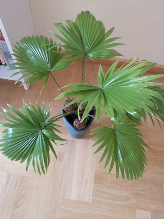 Palma roślina doniczkowa 4 lata