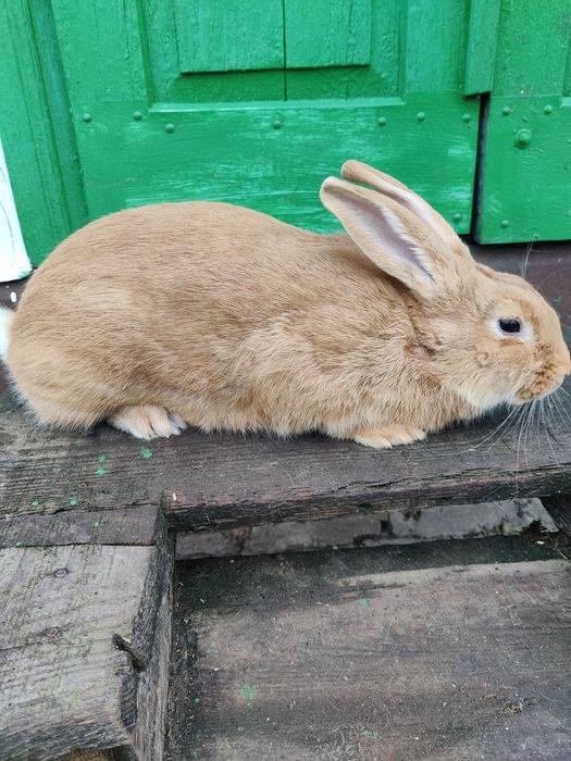 Кролі кролики бургунці