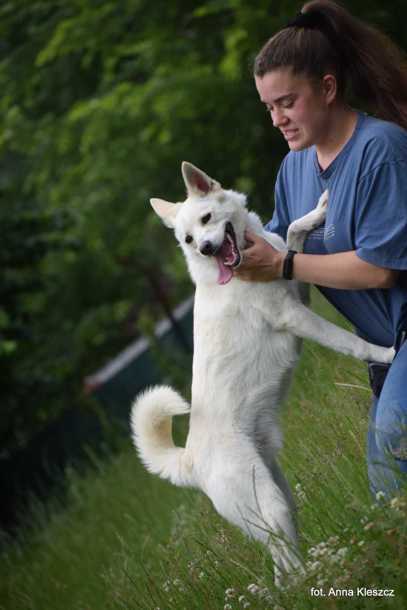 Słodzik - młodziutki mini mix husky adopcja