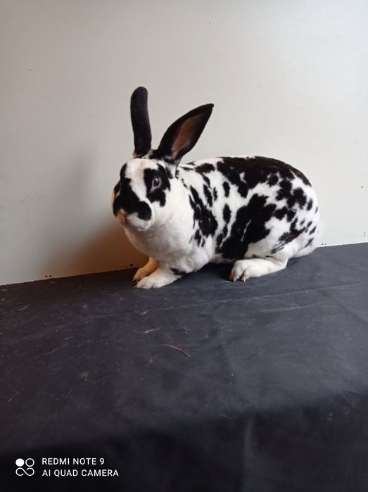 Króliki Rex Trójbarwne