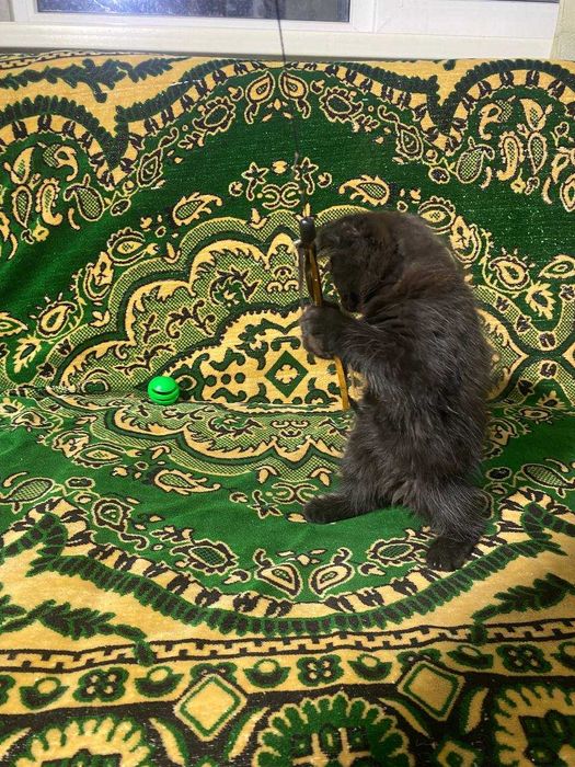 Британский котенок, девочка, очень  классная, плюшевая