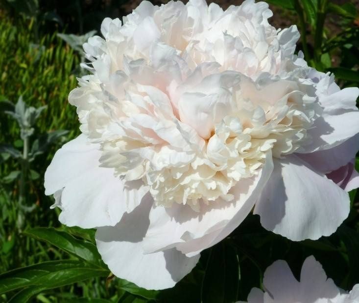 Саджанці сортових піонів