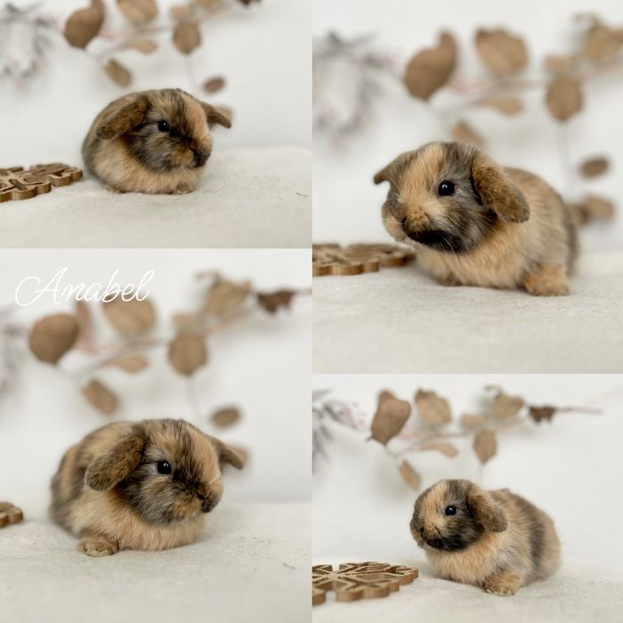 Mikro Króliczki Karzełki Teddy, Mini Lop czystej rasy