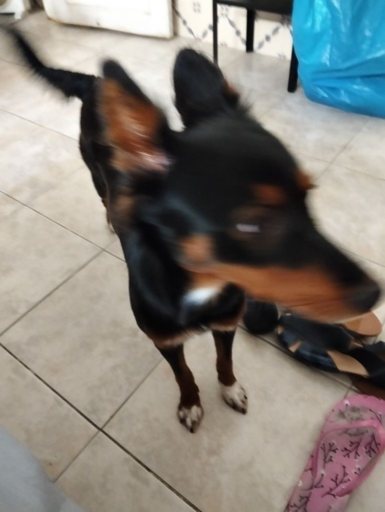 Dou cadela para adoção